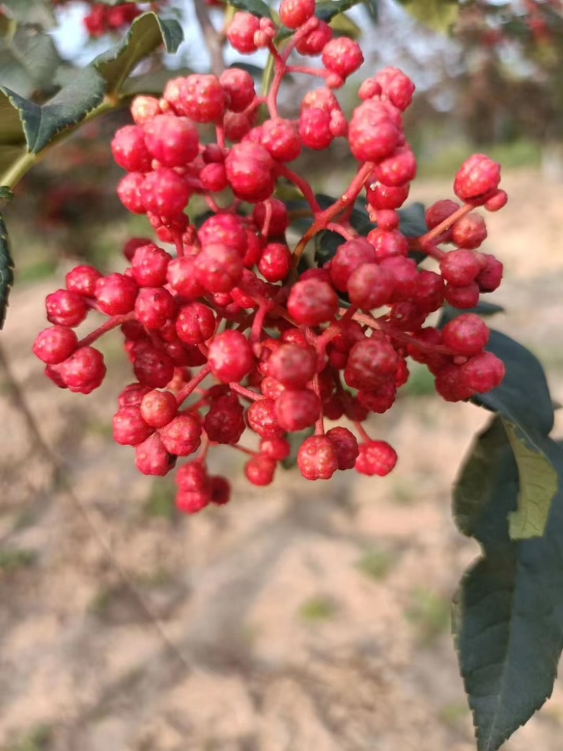 甘肃天水花椒