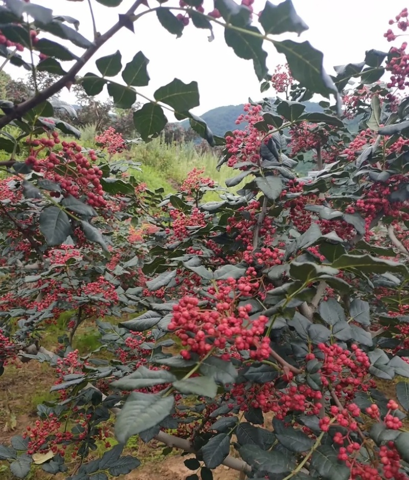 甘肃天水花椒