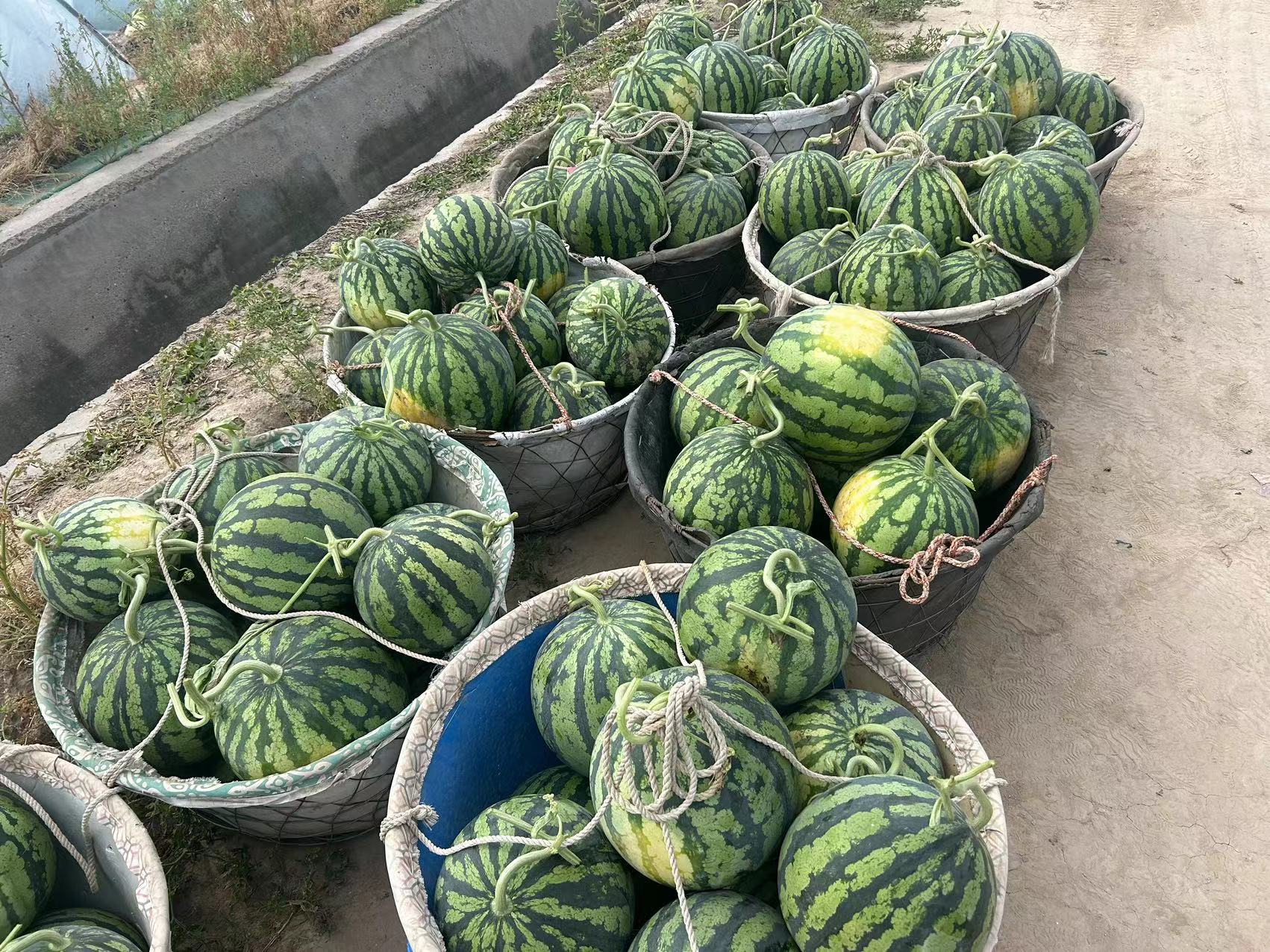 高清微距拍摄的成熟美都西瓜整果,展示典型墨绿底+深翠锯齿条纹外观、光滑蜡质表皮与自然果霜,置于浅褐色手工竹编托盘中,背景虚化呈现现代化农业分拣线玻璃幕墙与柔和自然光,体现品质感与产业标准化 美都西瓜整果特写:墨绿底色配深翠锯齿状细条纹,果形匀称椭圆,表面覆薄白霜,置于竹编托盘上,背景为阳光透亮的现代化西瓜分拣车间