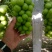 夏邑阳光玫瑰八月份大量上市，质量好货源充足，精品通货应有
