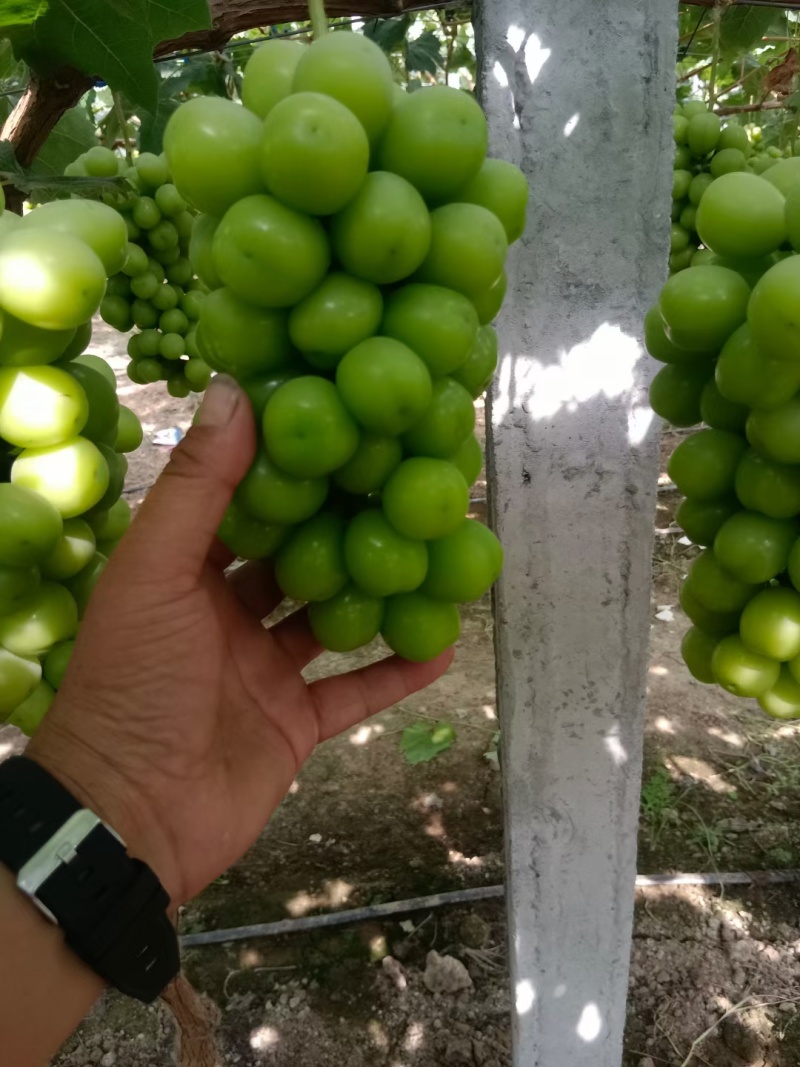 夏邑阳光玫瑰八月份大量上市，质量好货源充足，精品通货应有