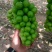夏邑阳光玫瑰八月份大量上市，质量好货源充足，精品通货应有