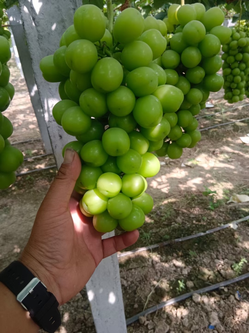 夏邑阳光玫瑰八月份大量上市，质量好货源充足，精品通货应有