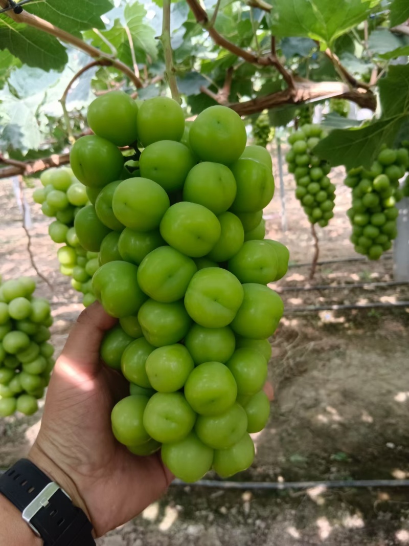 夏邑阳光玫瑰八月份大量上市，质量好货源充足，精品通货应有