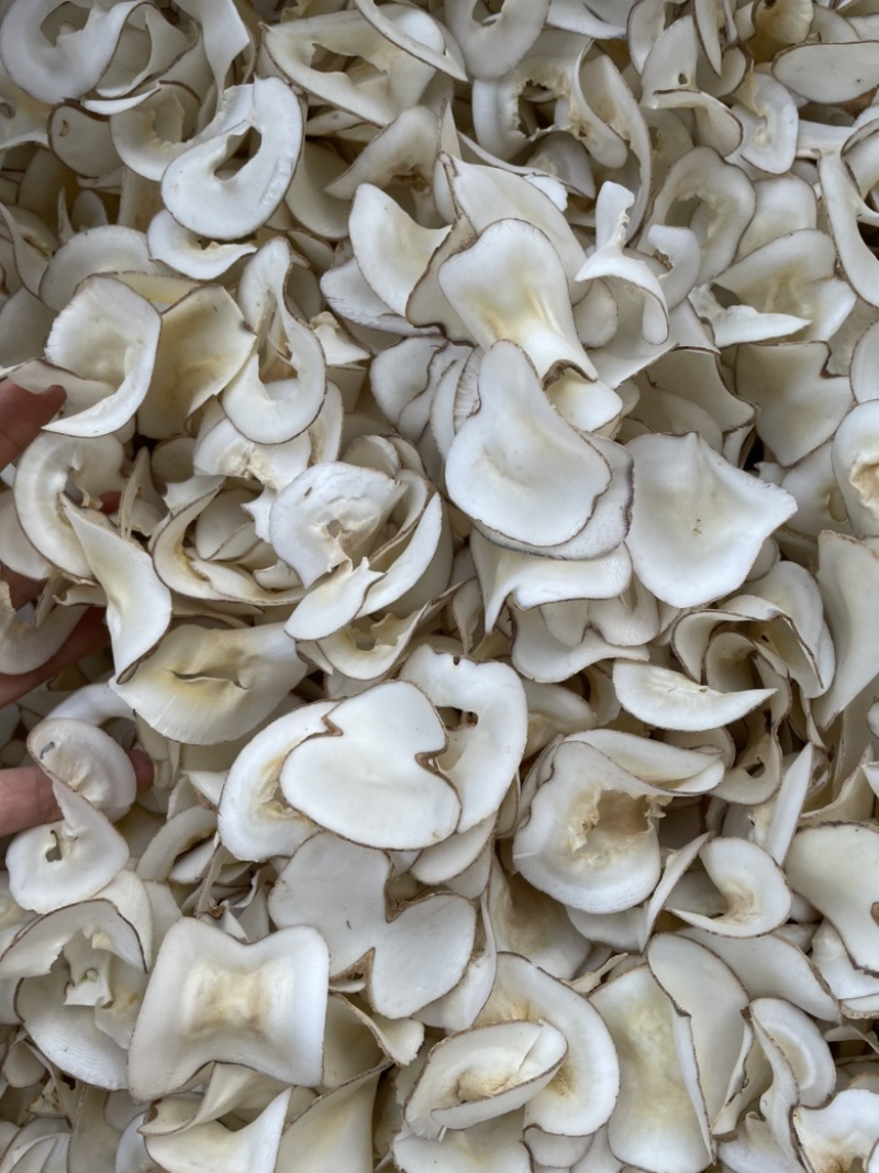 海底椰干，海底椰片