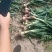 红葱苗大量上市欢迎订购葱苗。葱头都有量大质量好