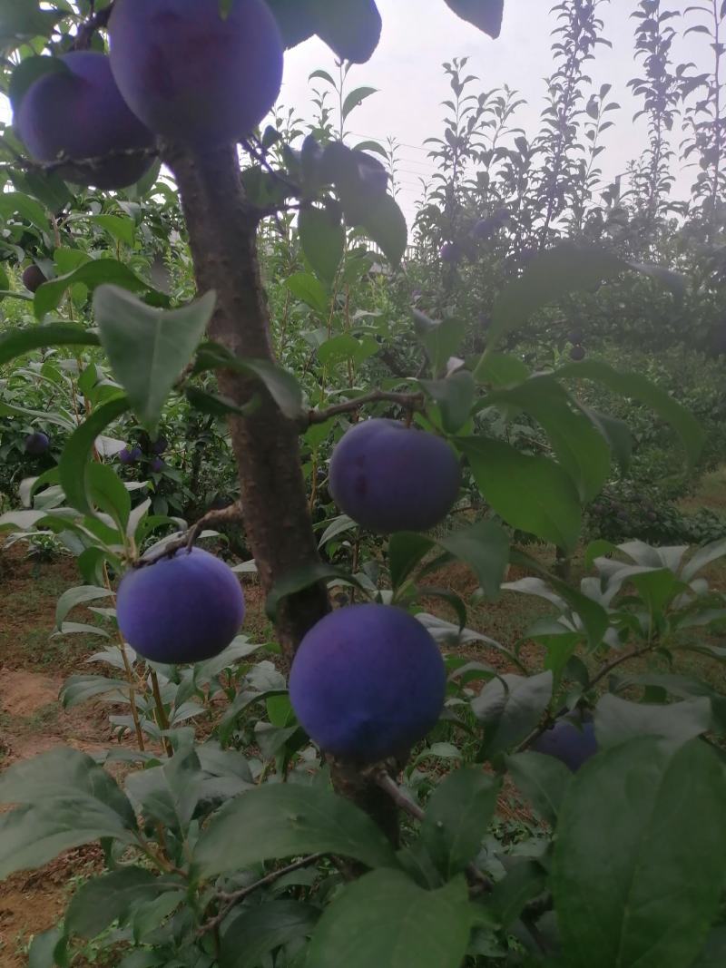 黑布林大量上市