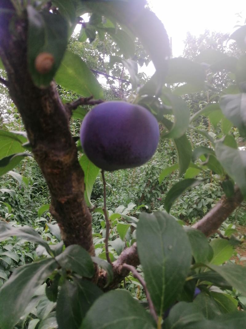 黑布林大量上市