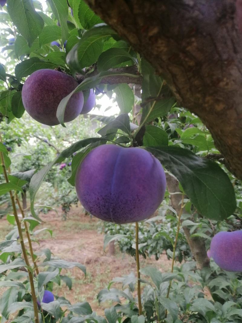 黑布林大量上市