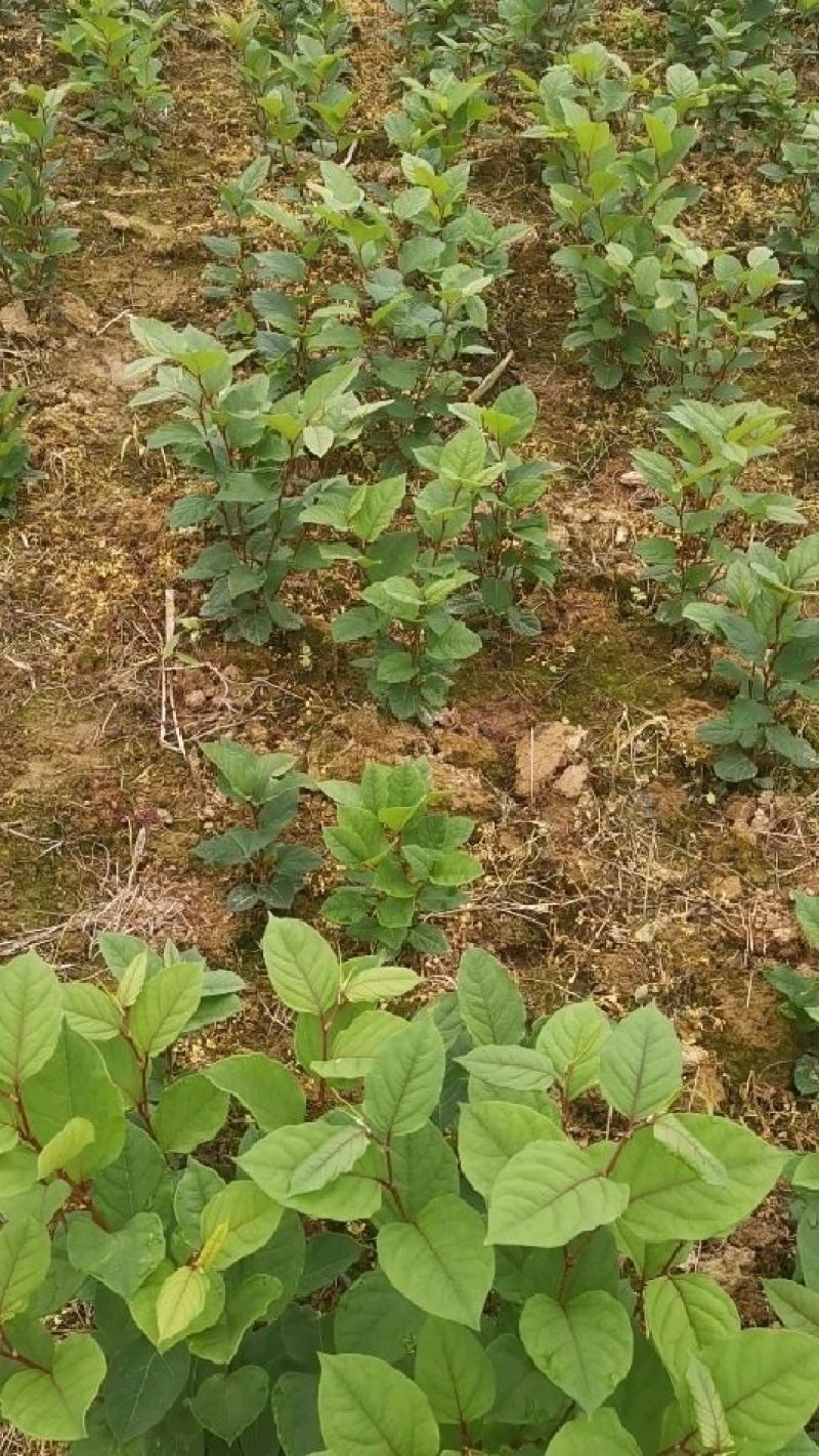 虎杖专用除草剂加助剂4叶一心后使用安全不伤苗