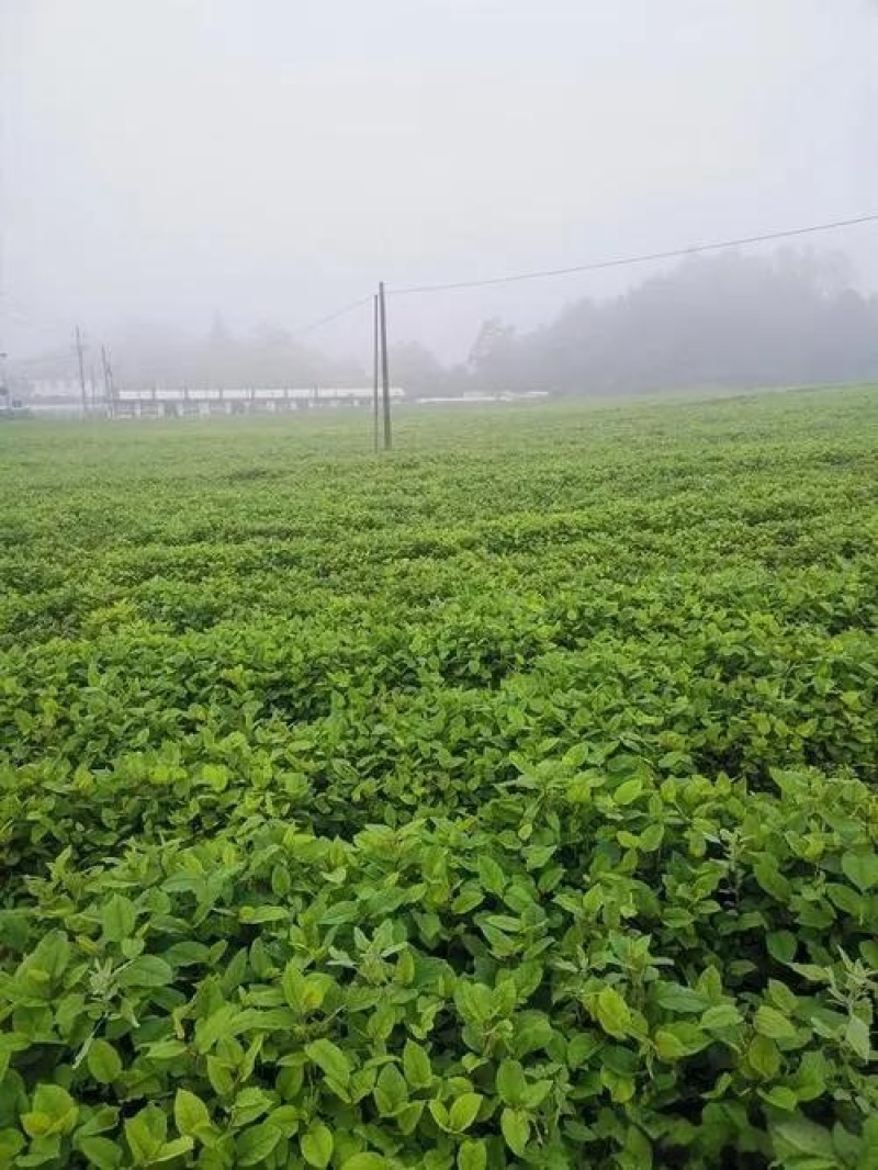 虎杖专用除草剂加助剂4叶一心后使用安全不伤苗