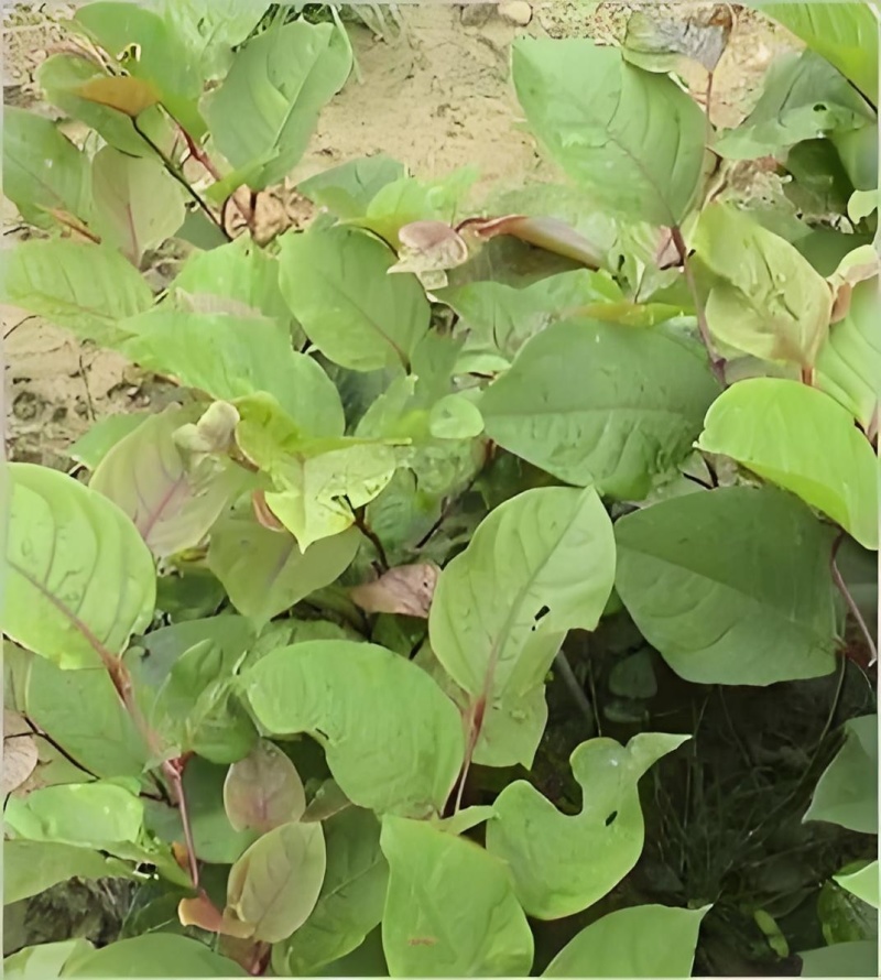 虎杖专用除草剂加助剂4叶一心后使用安全不伤苗