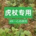 虎杖专用除草剂加助剂4叶一心后使用安全不伤苗