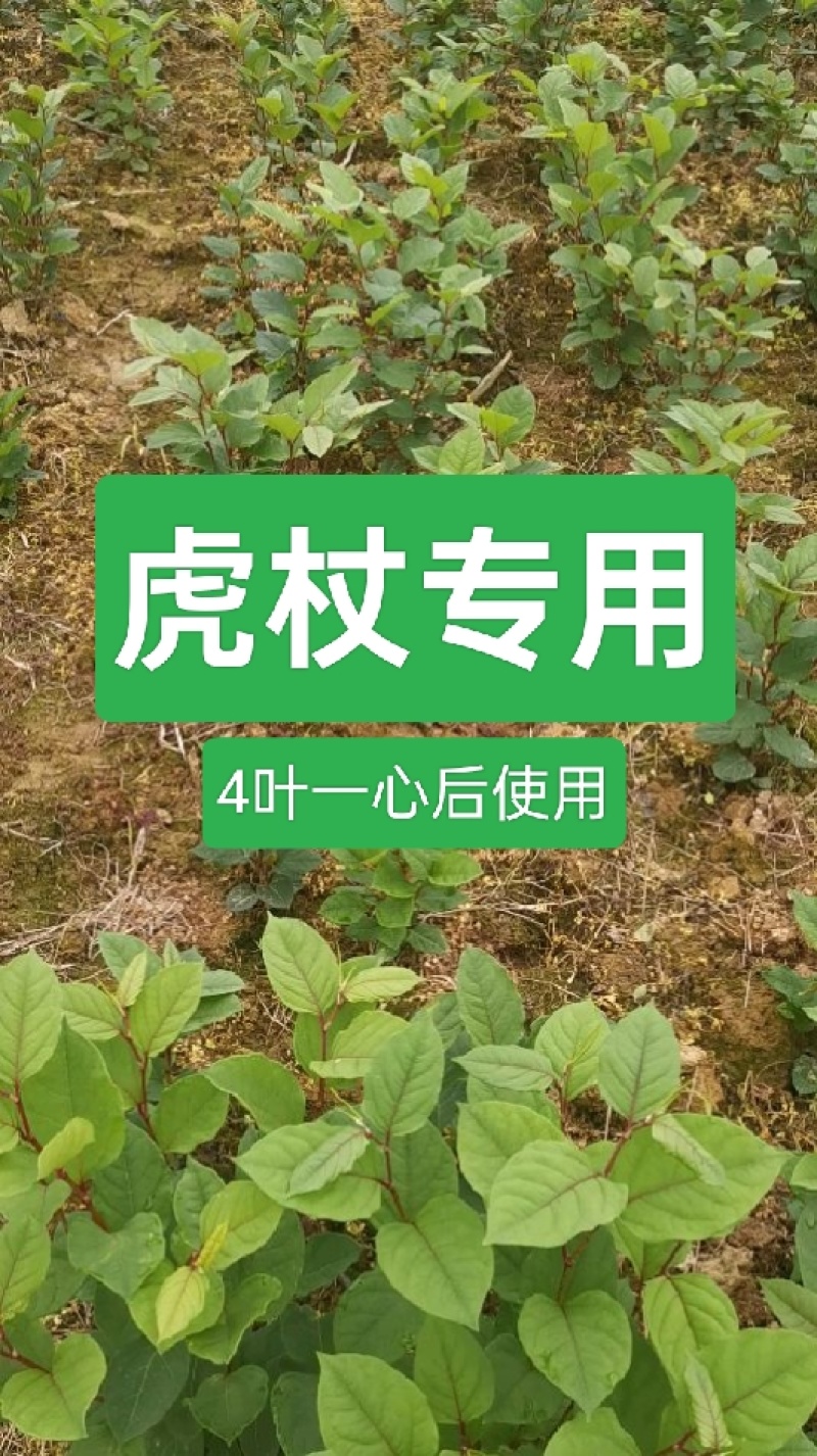 虎杖专用除草剂加助剂4叶一心后使用安全不伤苗