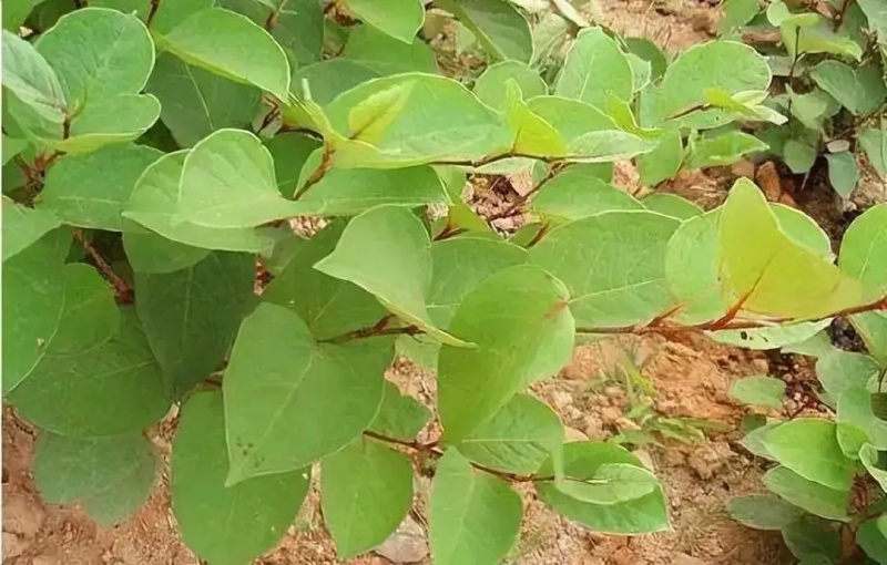 虎杖专用除草剂加助剂4叶一心后使用安全不伤苗