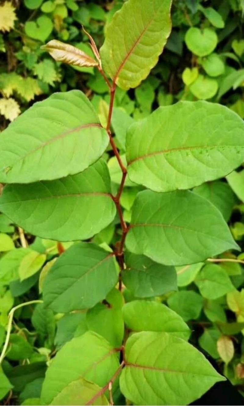 虎杖专用除草剂加助剂4叶一心后使用安全不伤苗