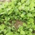 虎杖专用除草剂加助剂4叶一心后使用安全不伤苗