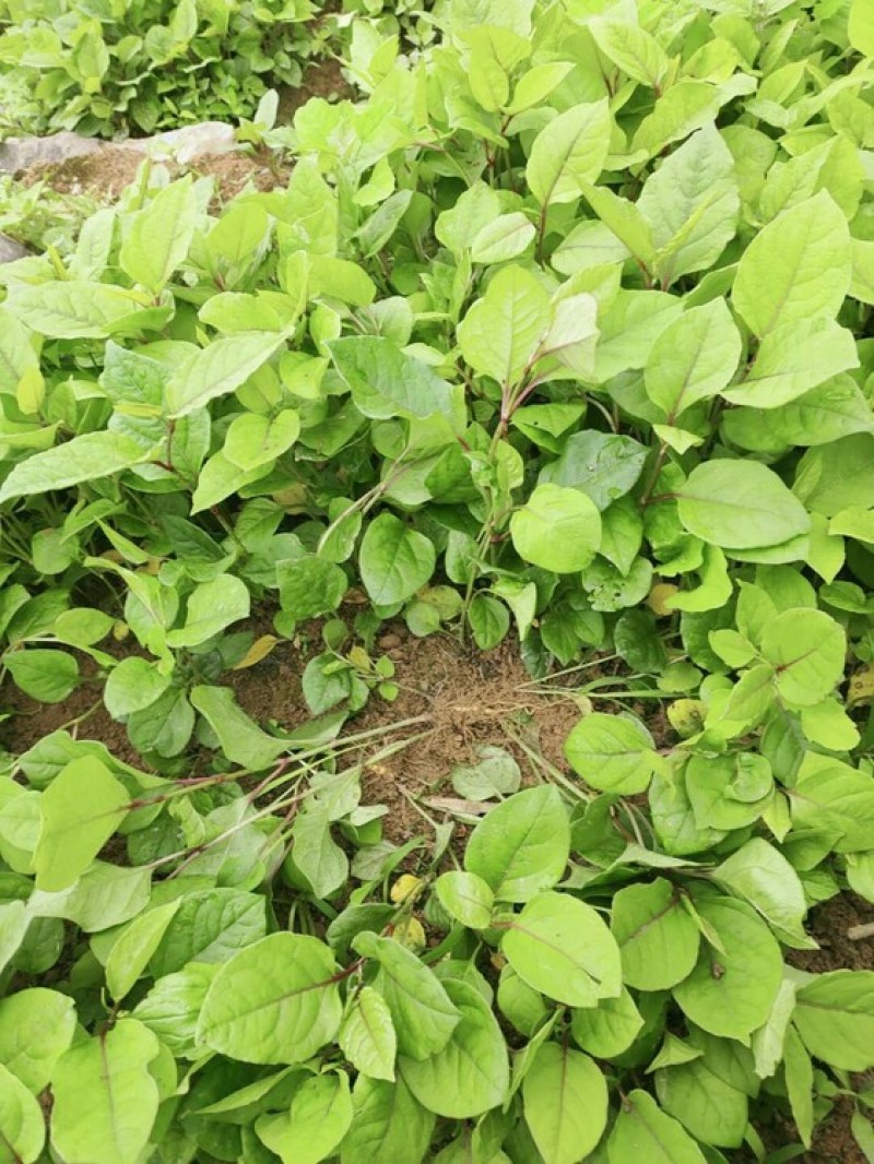 虎杖专用除草剂加助剂4叶一心后使用安全不伤苗