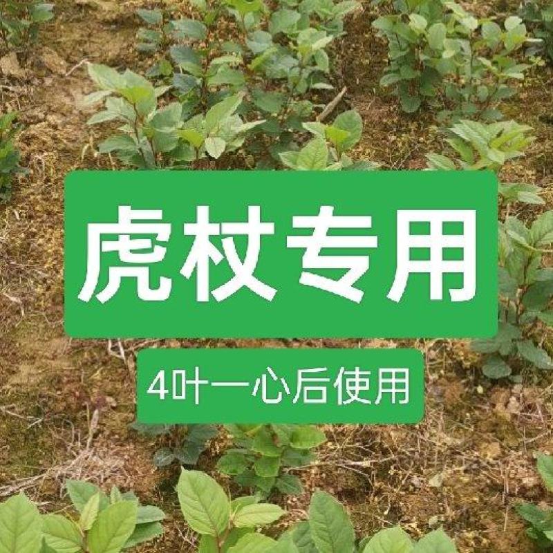 虎杖专用除草剂加助剂4叶一心后使用安全不伤苗