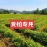 黄柏专用除草剂加助剂30公分以上使用安全不伤苗
