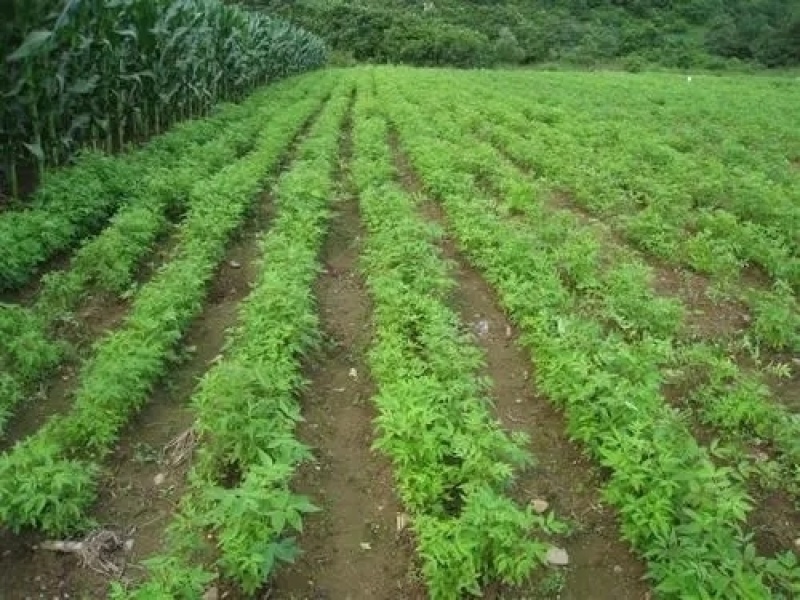 黄柏专用除草剂加助剂30公分以上使用安全不伤苗