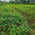 黄柏专用除草剂加助剂30公分以上使用安全不伤苗