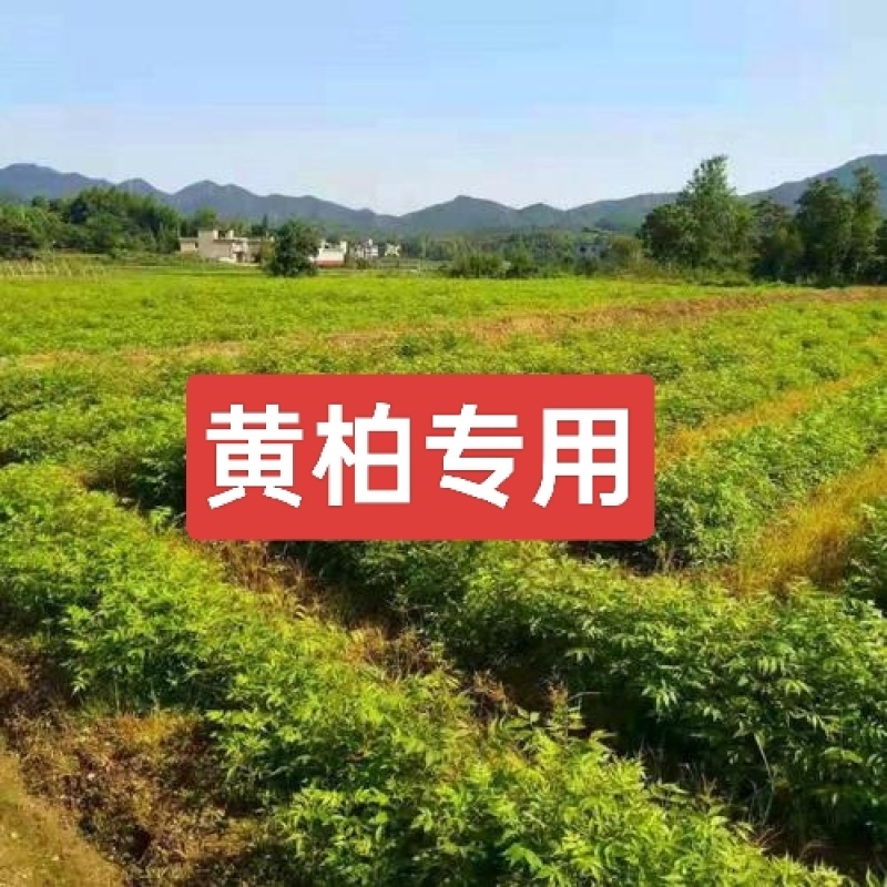黄柏专用除草剂加助剂30公分以上使用安全不伤苗