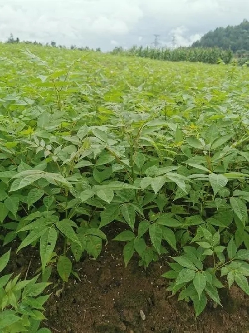 黄柏专用除草剂加助剂30公分以上使用安全不伤苗