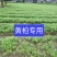 黄柏专用除草剂加助剂30公分以上使用安全不伤苗