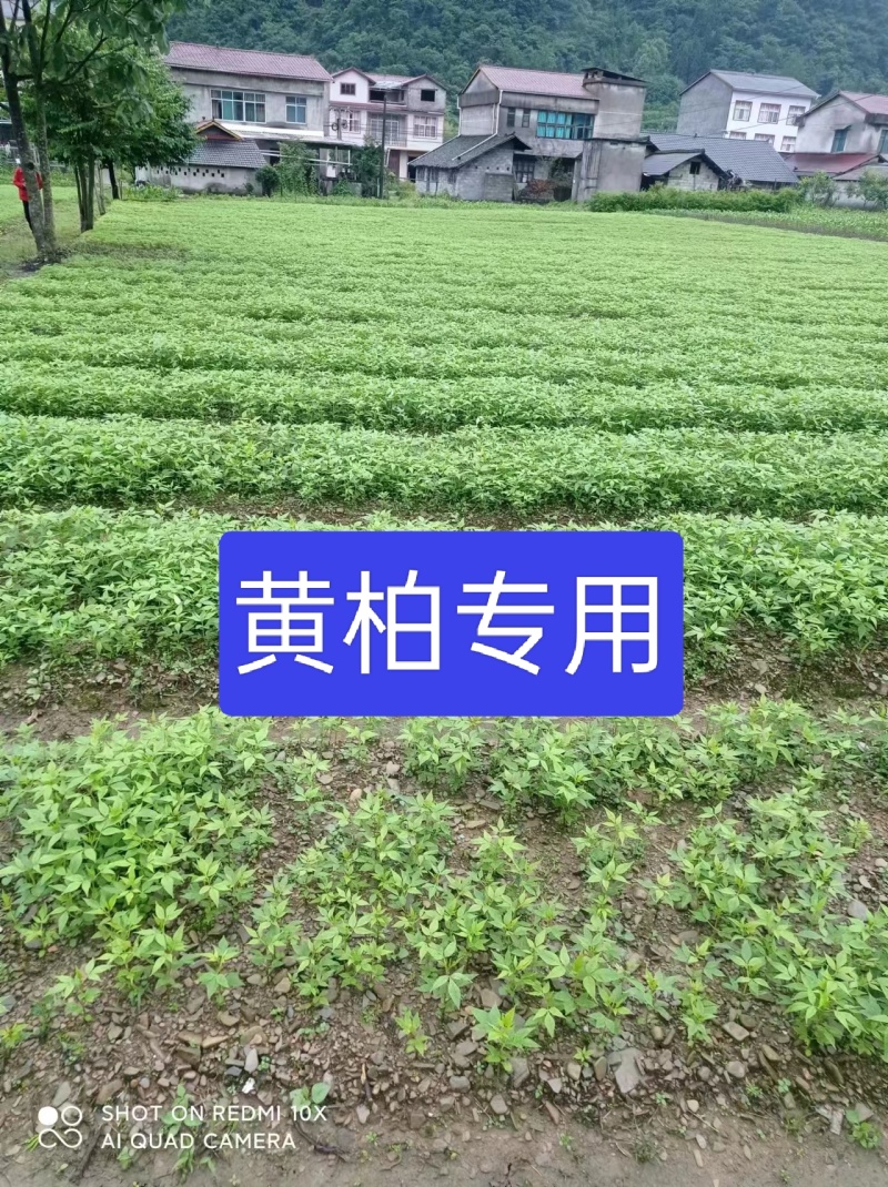 黄柏专用除草剂加助剂30公分以上使用安全不伤苗