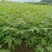 黄柏专用除草剂加助剂30公分以上使用安全不伤苗