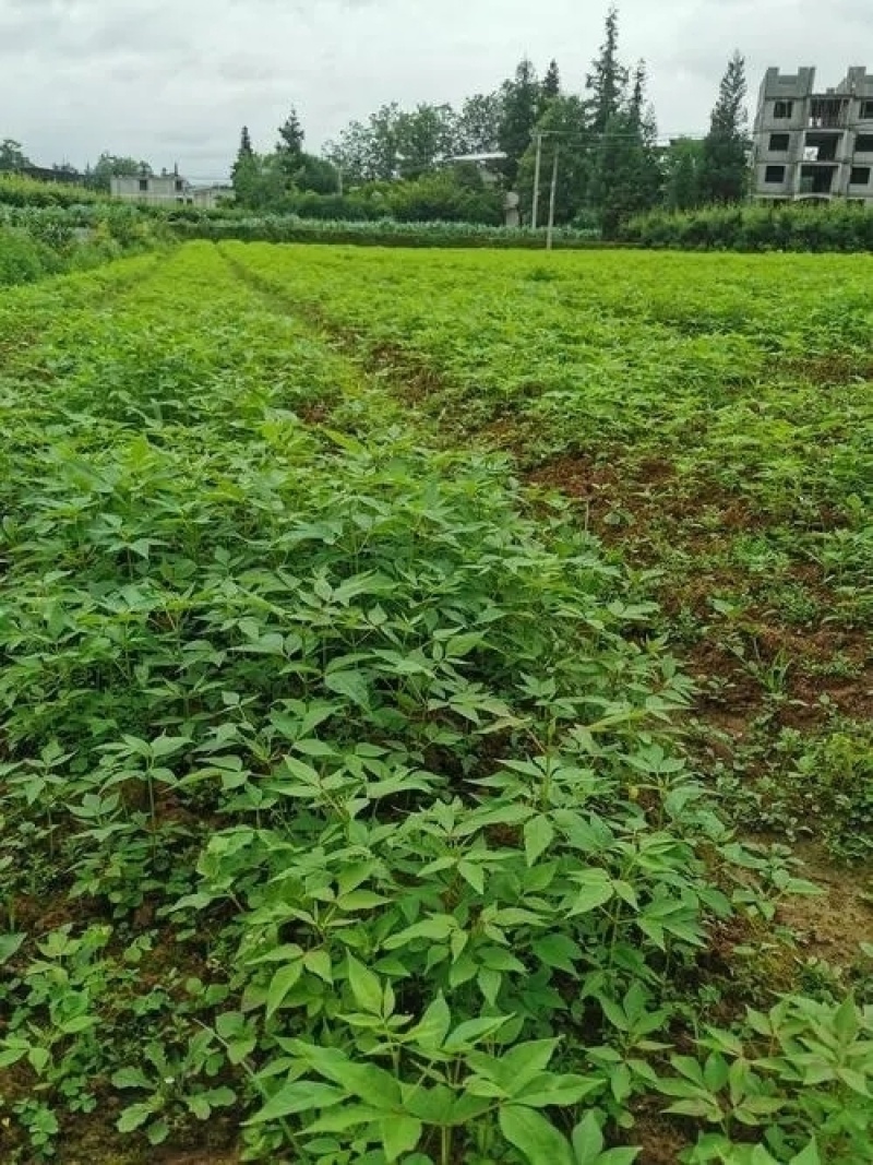 黄柏专用除草剂加助剂30公分以上使用安全不伤苗
