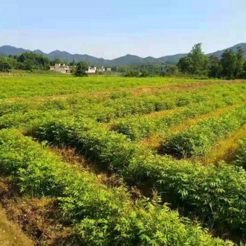 黄柏专用除草剂加助剂30公分以上使用安全不伤苗