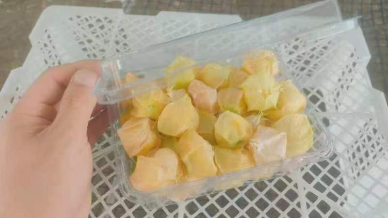 灯笼果