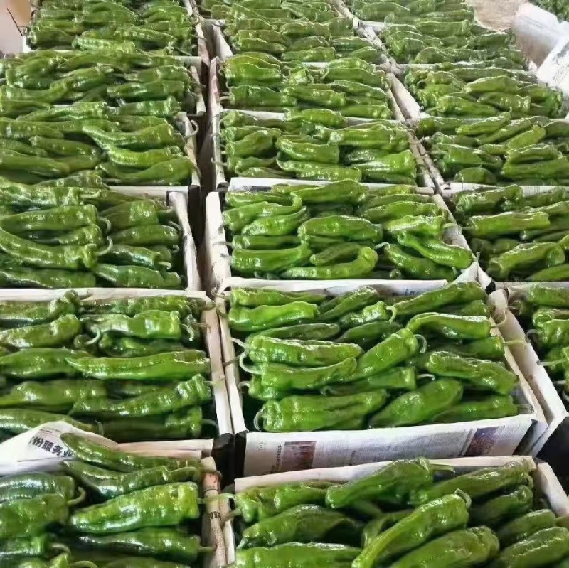 薄皮青椒，线椒，螺丝椒，苏椒，湘辛，产地一手货源放心下单