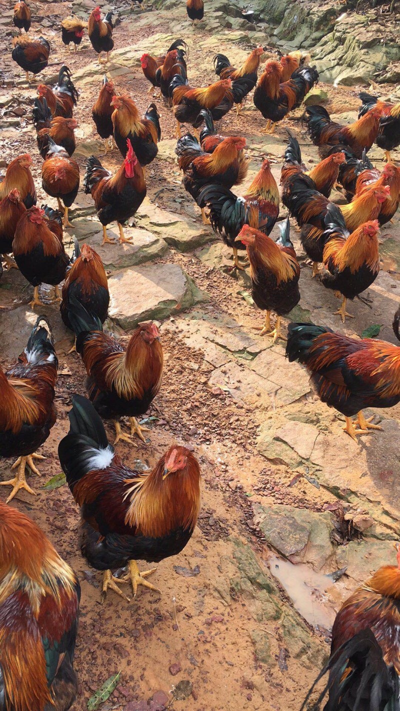 清远麻鸡苗土鸡苗品种质量保证厂家直销