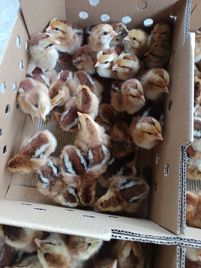 清远麻鸡苗土鸡苗品种质量保证厂家直销