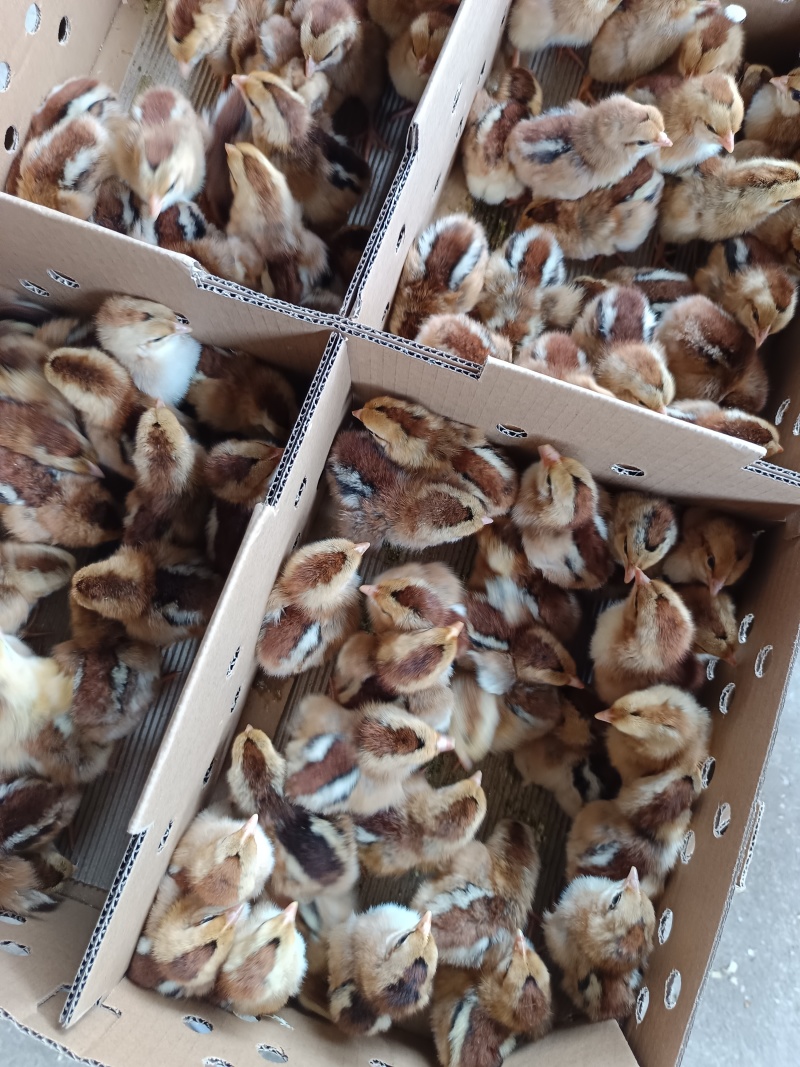 清远麻鸡苗土鸡苗品种质量保证厂家直销