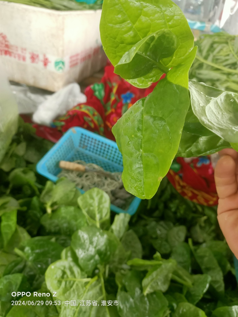 【量大优惠】淮木耳菜产地直发欢迎咨询合作品质保证