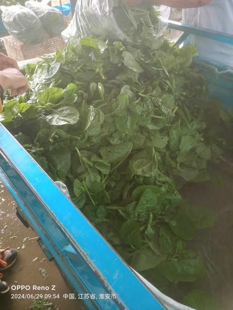【量大优惠】淮木耳菜产地直发欢迎咨询合作品质保证
