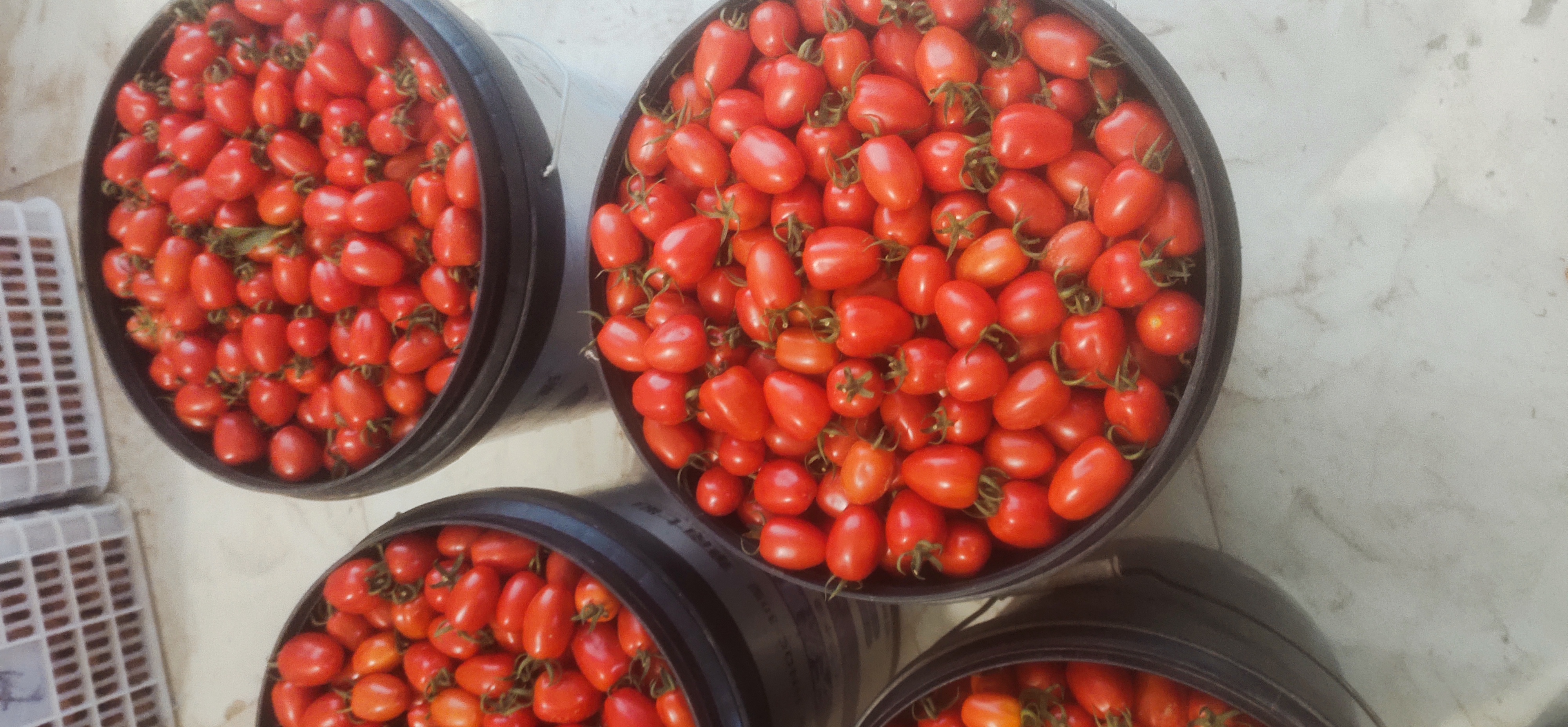 千禧圣女果特写