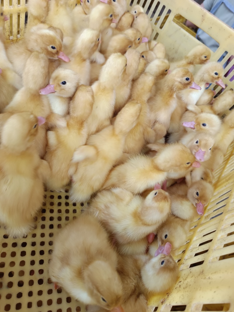 快大白鸭北京烤鸭品种质量保证厂家直销