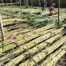 黄皮甘蔗清远韶关产地一手货源火爆预订中