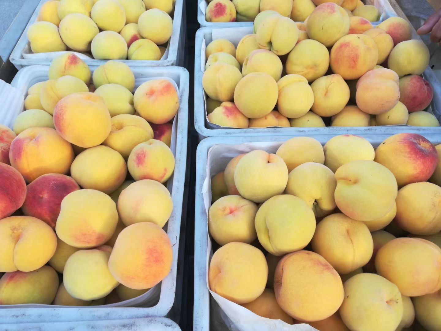 展示黄桃与普通桃子的外观与果肉颜色对比,突出黄桃果肉的金黄色调 黄桃与普通桃子对比图