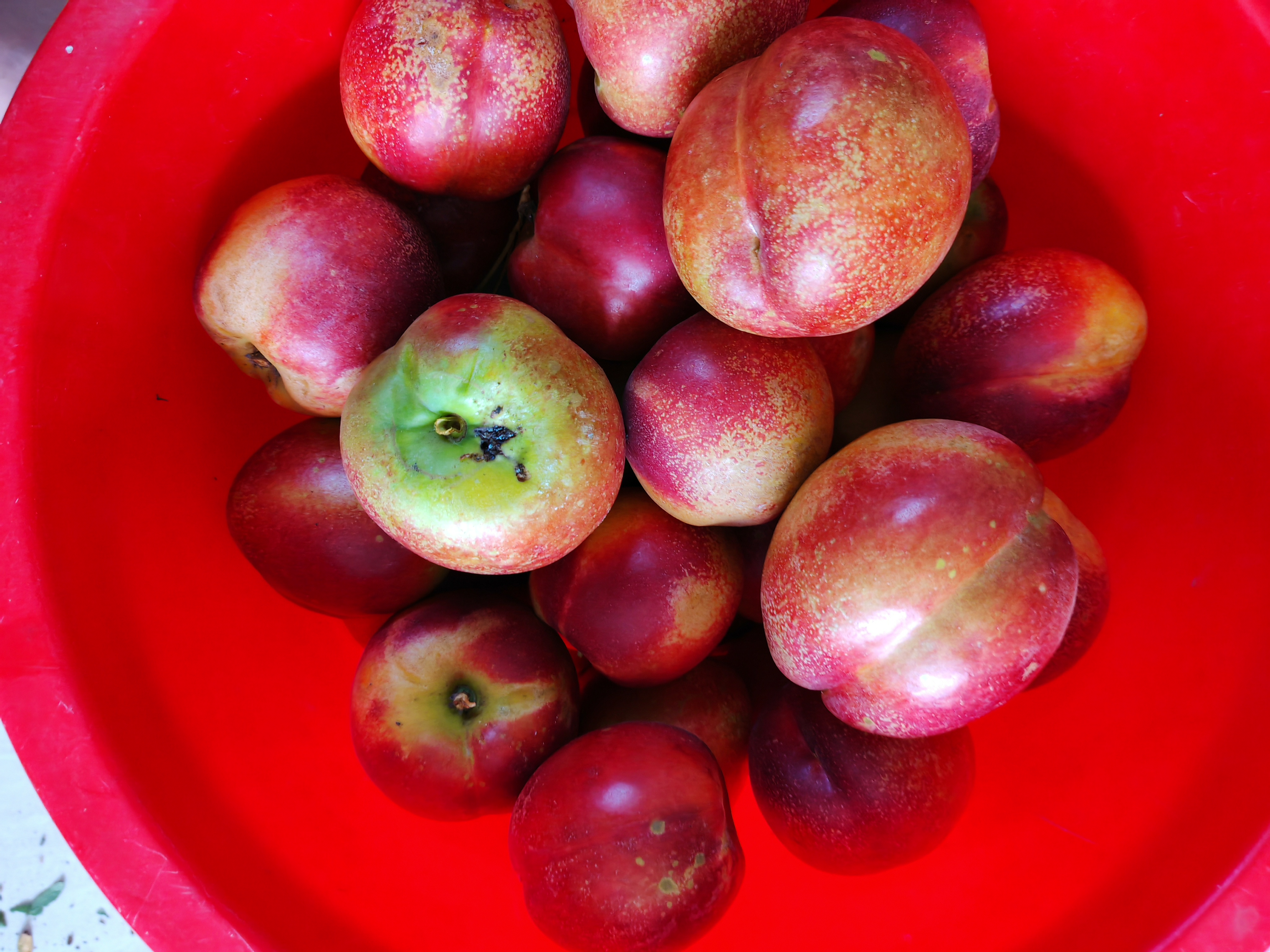 果农在果园中采摘新48油桃,果实饱满,色泽鲜艳,采摘人员穿着工作服,手持果篮,背景为阳光下的桃树林 新48油桃采摘场景