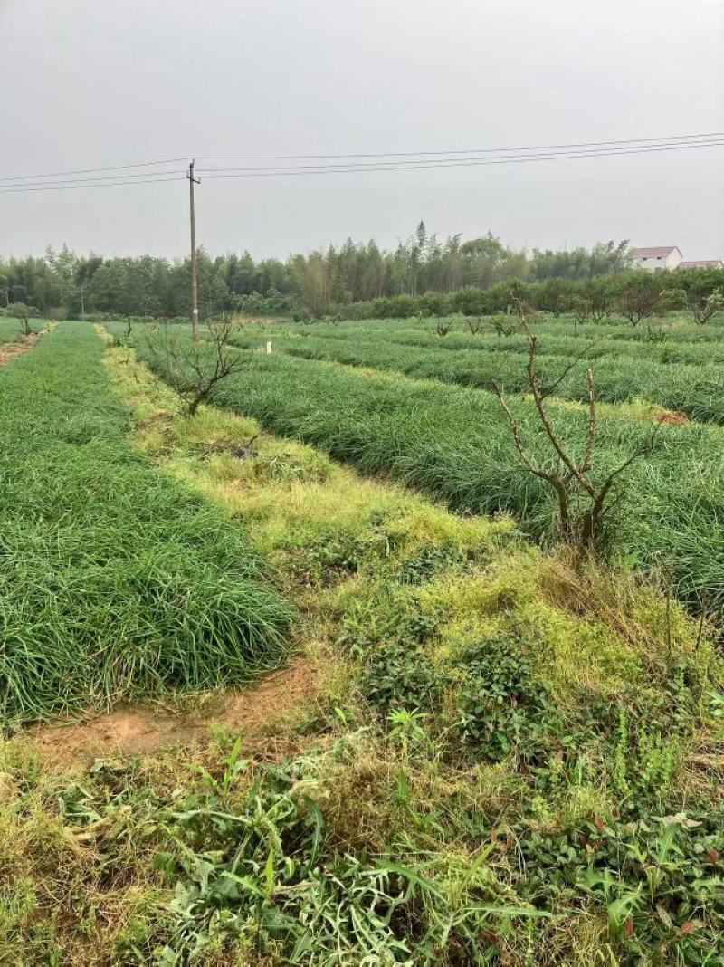 江西荞头，蕌头，产地直销，质量保证，一手货源