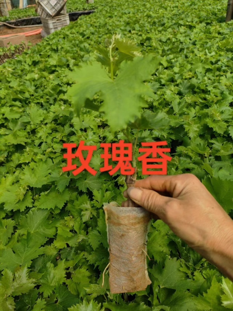 秦皇岛精品葡萄苗，品种齐全，价格低，成活率高