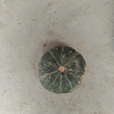 精品板栗南瓜