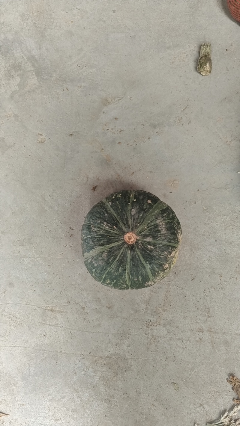 精品板栗南瓜