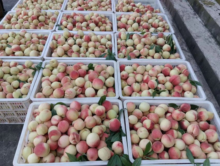 一盘新鲜采摘的突围桃,果皮红润,果肉饱满,展示出诱人的色泽与质感 成熟突围桃果实展示